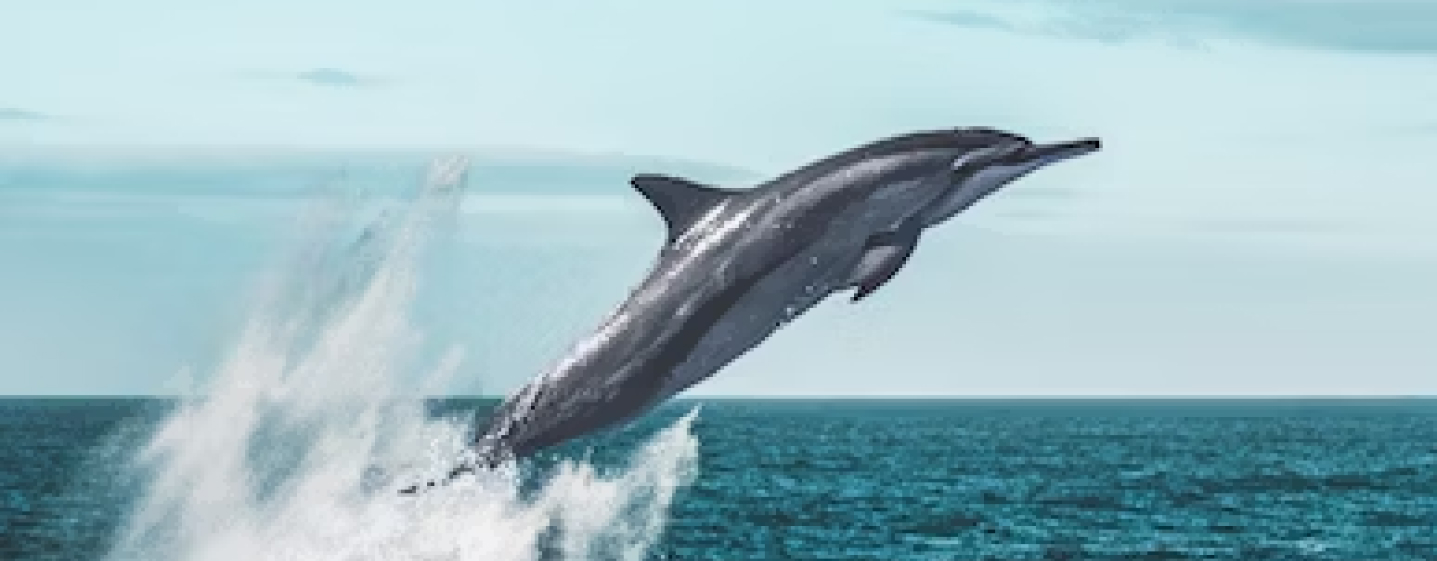 img dolphin
