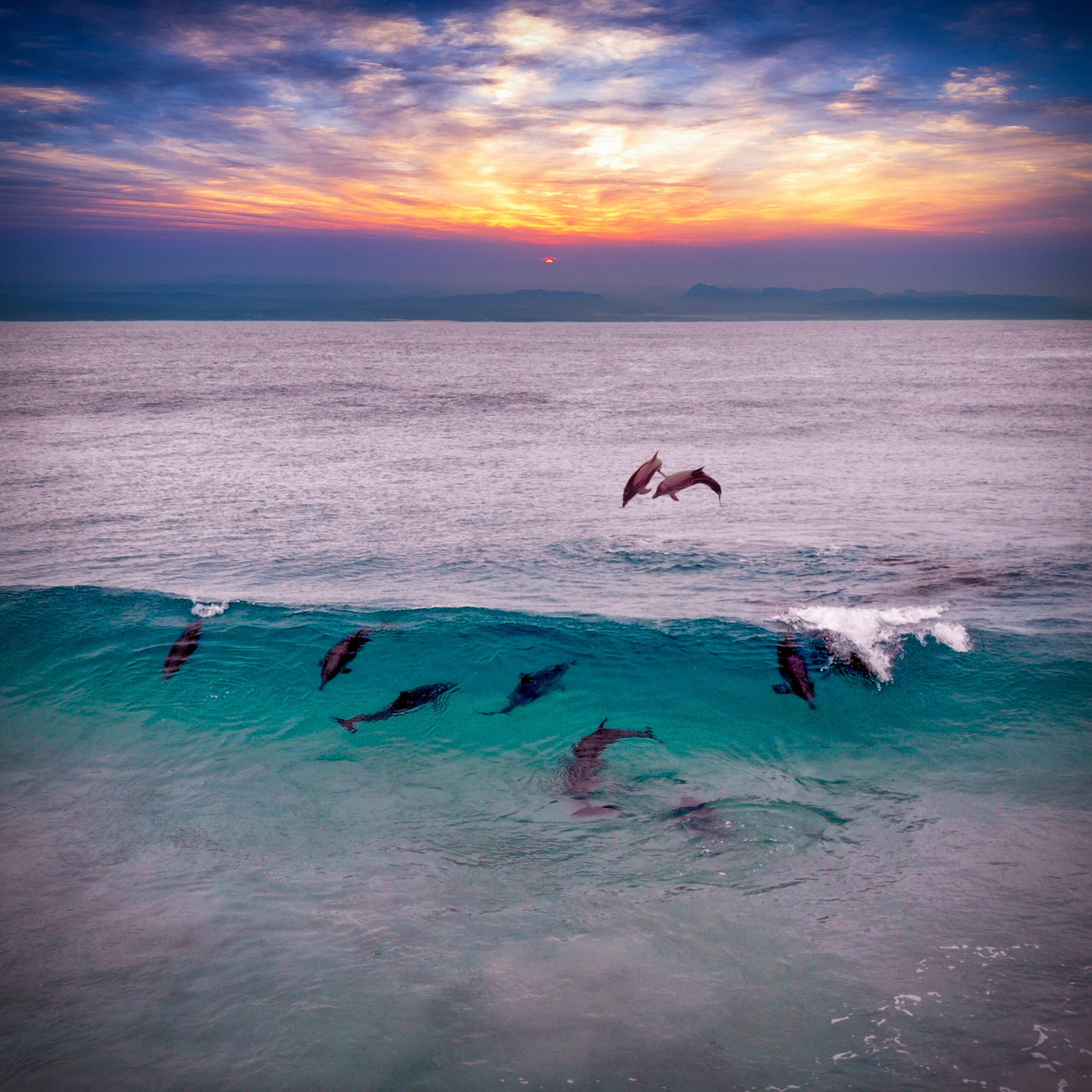 Coucher de soleil et dauphins